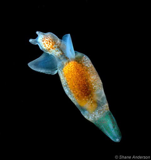 Clione limacina | Zooplankton Guide